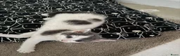 Mixed Breed cats for sale: 4 little beauties - Advert 3