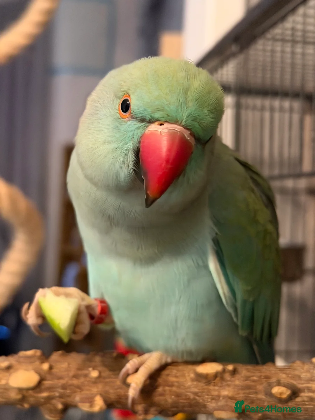 Parakeets birds for sale: Blue Indian Ringneck  in London - Advert 2