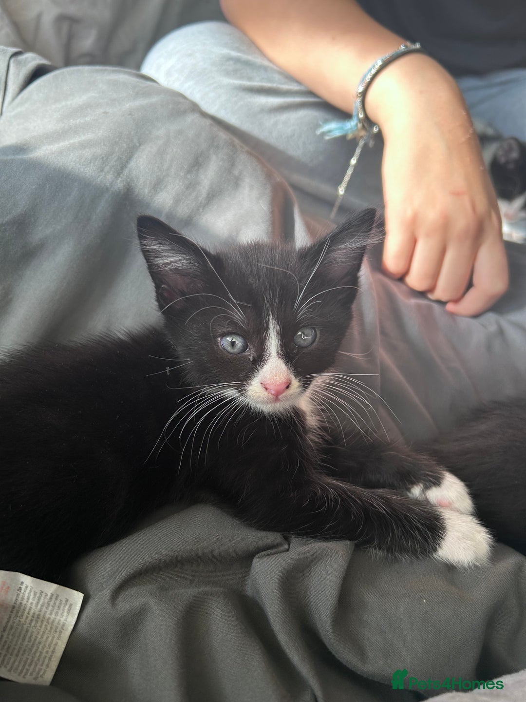 British Shorthair cats for sale: A black and white kitten  - Image 3