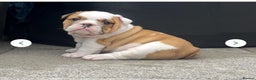 English Bulldog dogs for sale: Beautiful KC reg English Bulldogs - Advert 6