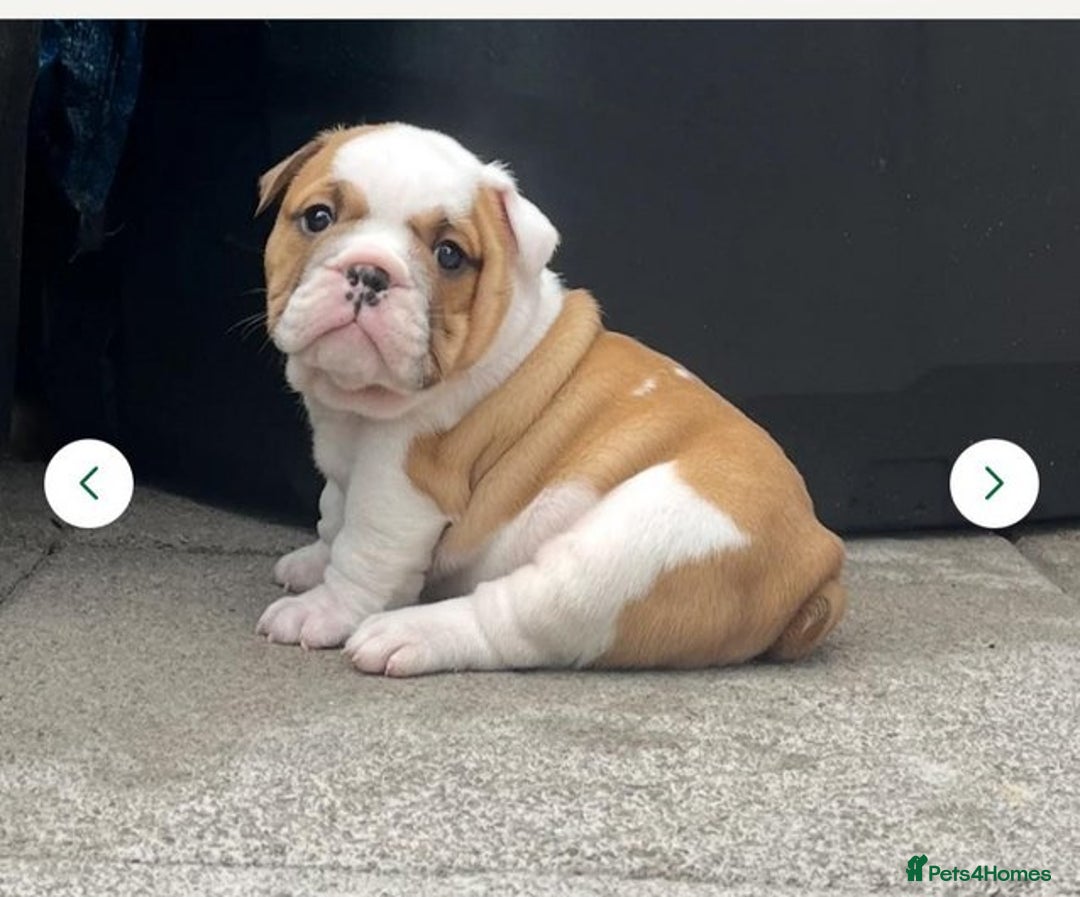 English Bulldog dogs for sale: Beautiful KC reg English Bulldogs - Advert 6