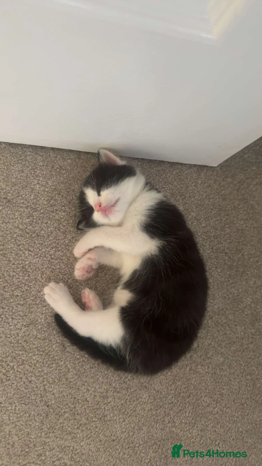 Domestic Shorthair cats for sale: 3 adorable little kittens for sale - Advert 2