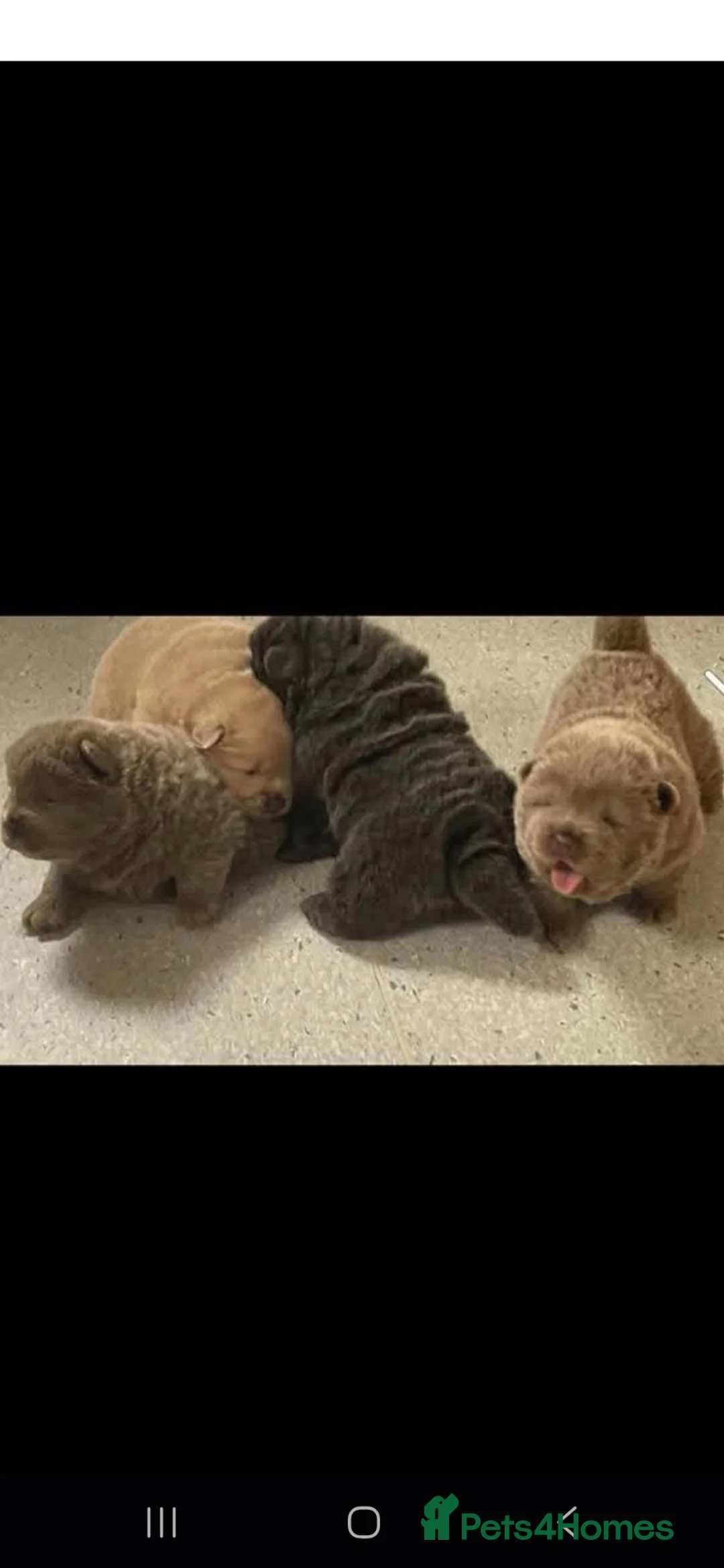 Chow Chow dogs for stud: Stud Dog Available  - Advert 6