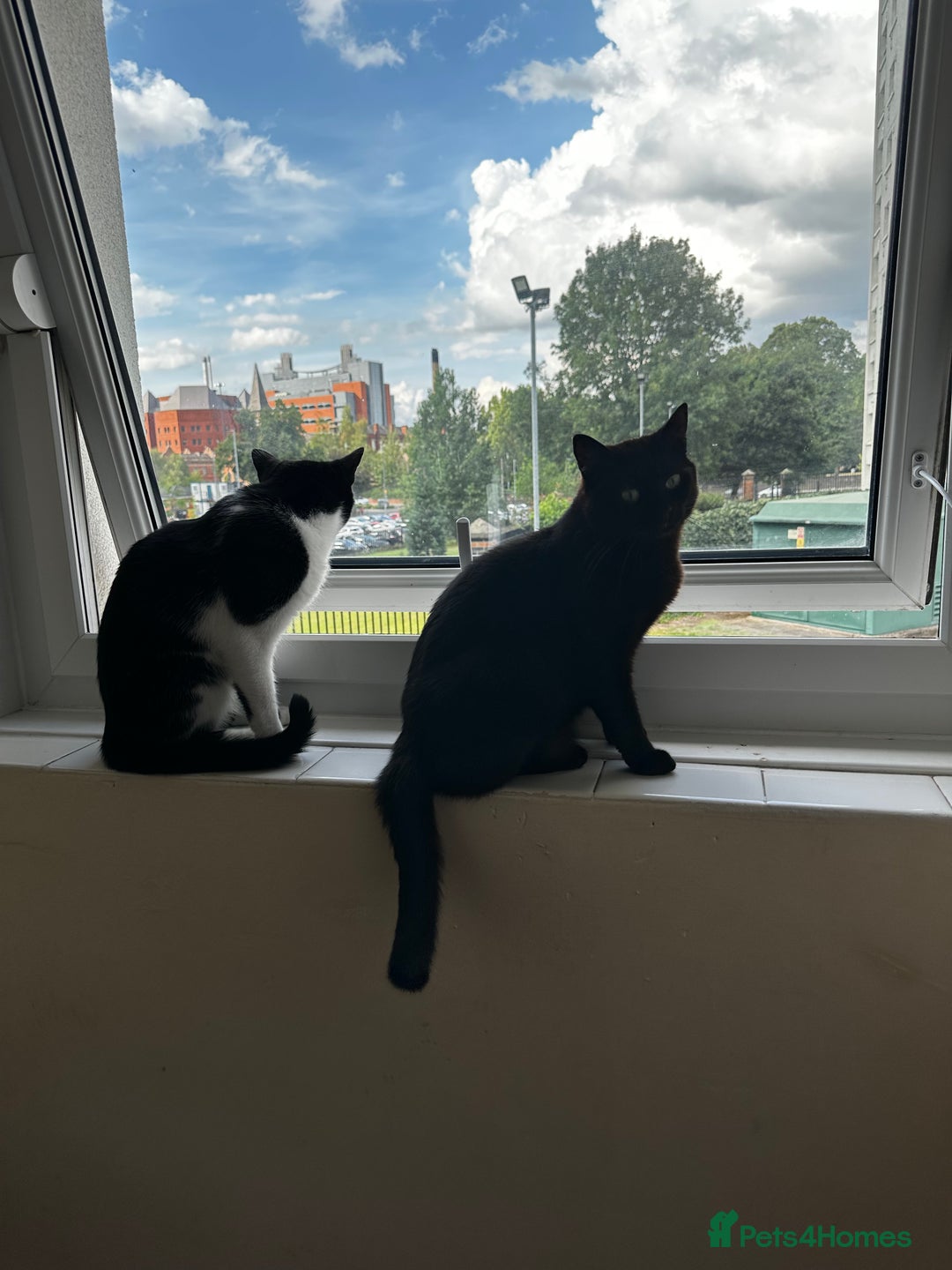 Domestic Shorthair cats for sale:  Beautiful cats looking for new home - Image 6