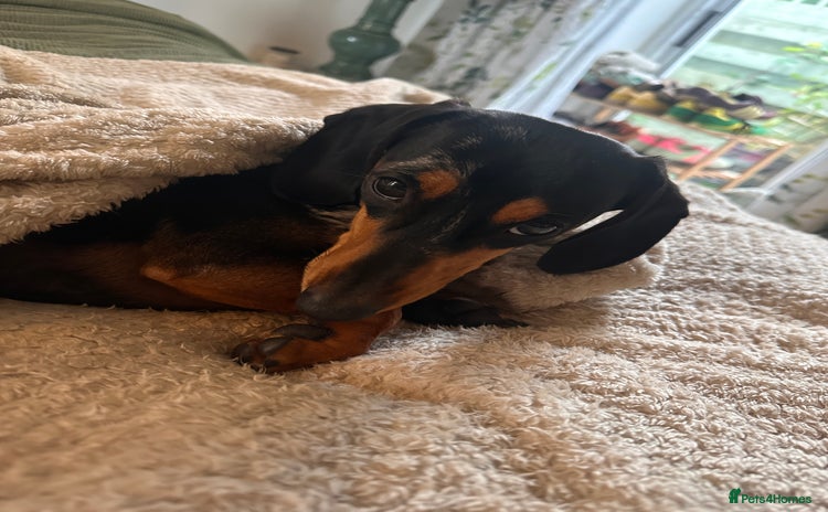 Miniature Dachshund dogs - Advert 19