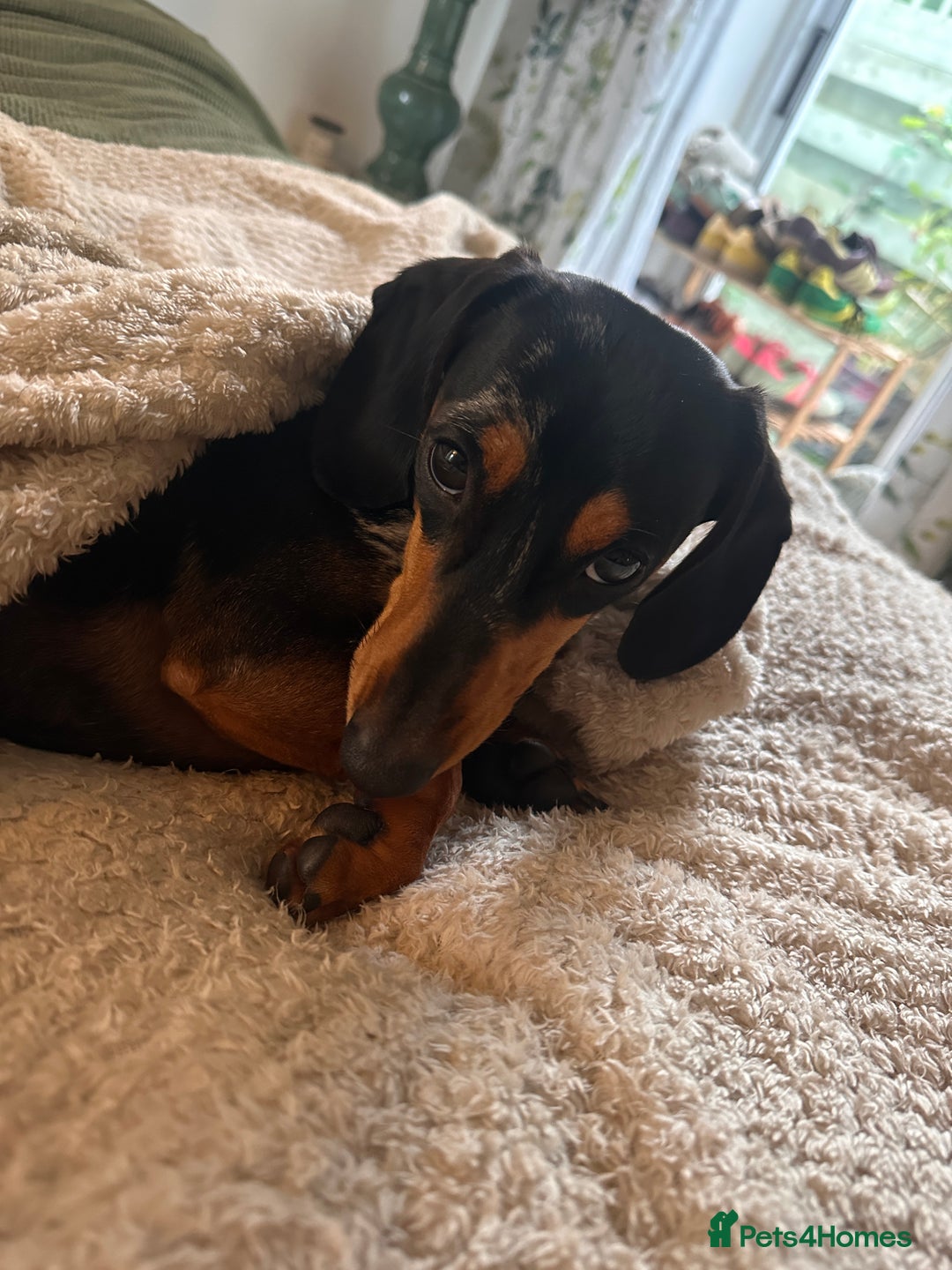 Miniature Dachshund dogs for stud: Mini Dachshund For Stud - Image 1