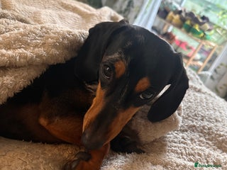 Miniature Dachshund dogs - Advert 4