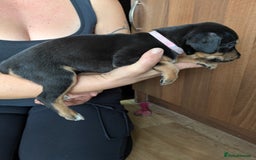Mixed Breed dogs for sale: Jack, Springer X staffy, lurcher puppies - Image 6