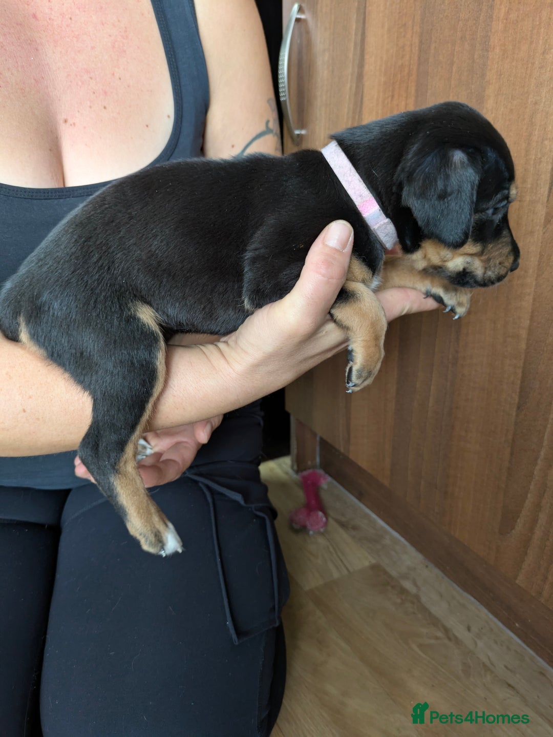 Mixed Breed dogs for sale: Jack, Springer X staffy, lurcher puppies - Image 6