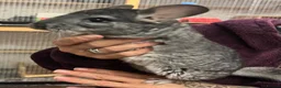 Chinchilla rodents for sale: 💙 Two Beautiful Std Grey Male Chinchillas 💙 - Advert 6