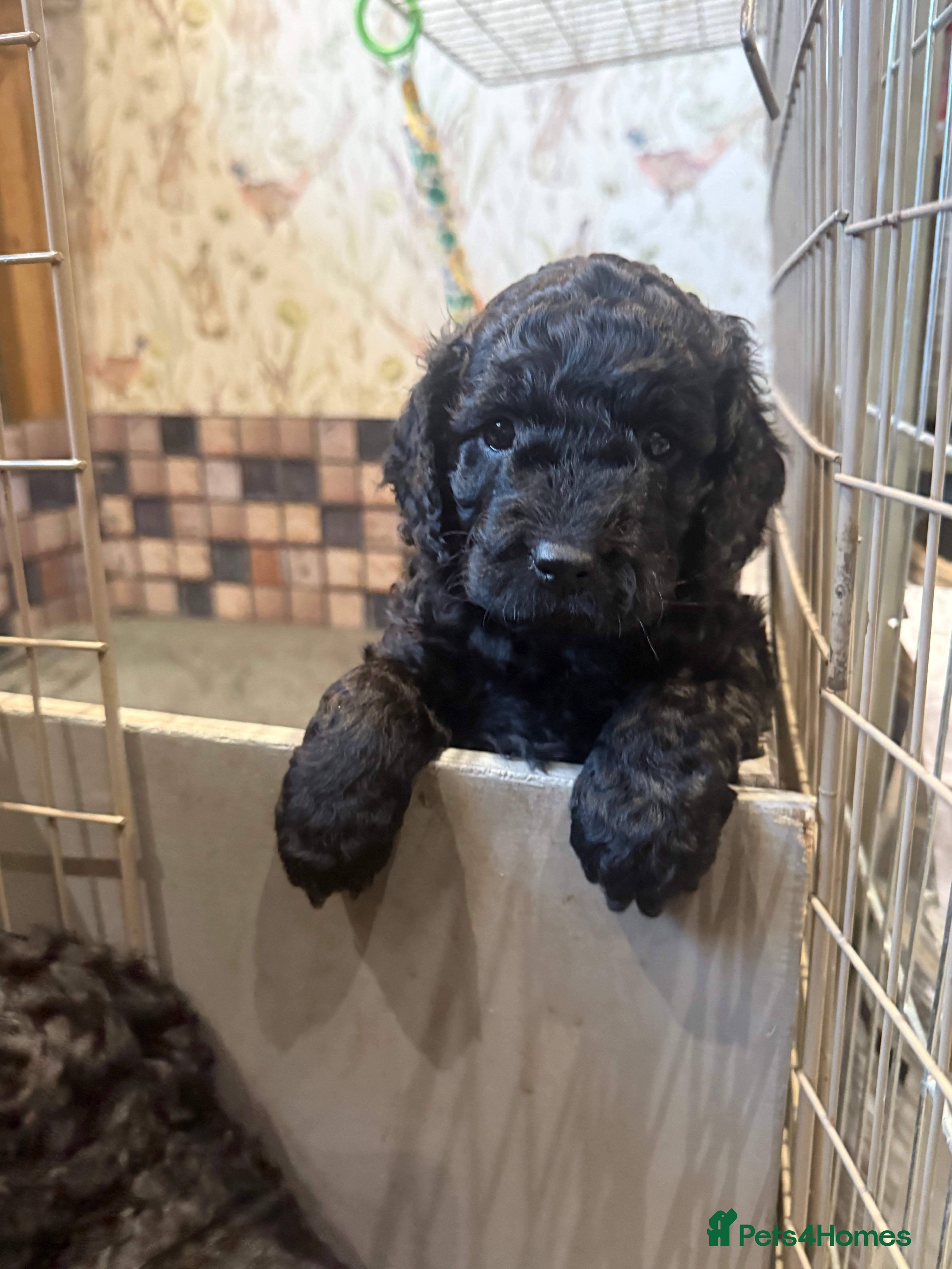 Cockapoo dogs Cockapoo puppies - Advert 3