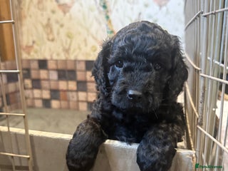 Cockapoo dogs Cockapoo puppies - Advert 3