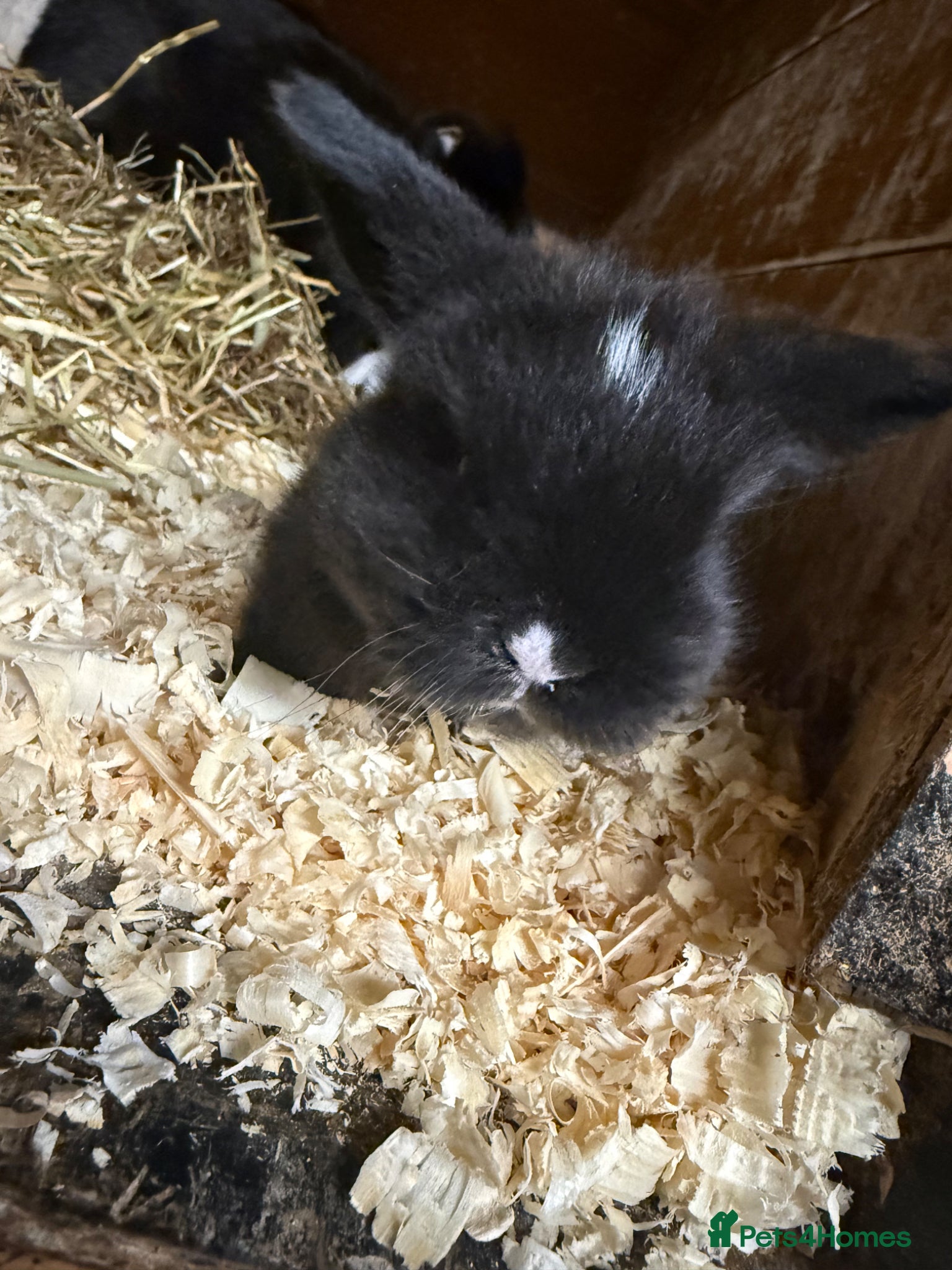 Mini Lop rabbits Mini lop - Advert 19