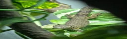 Gecko reptiles for sale: Breeding Trio chameleon gecko - Advert 2