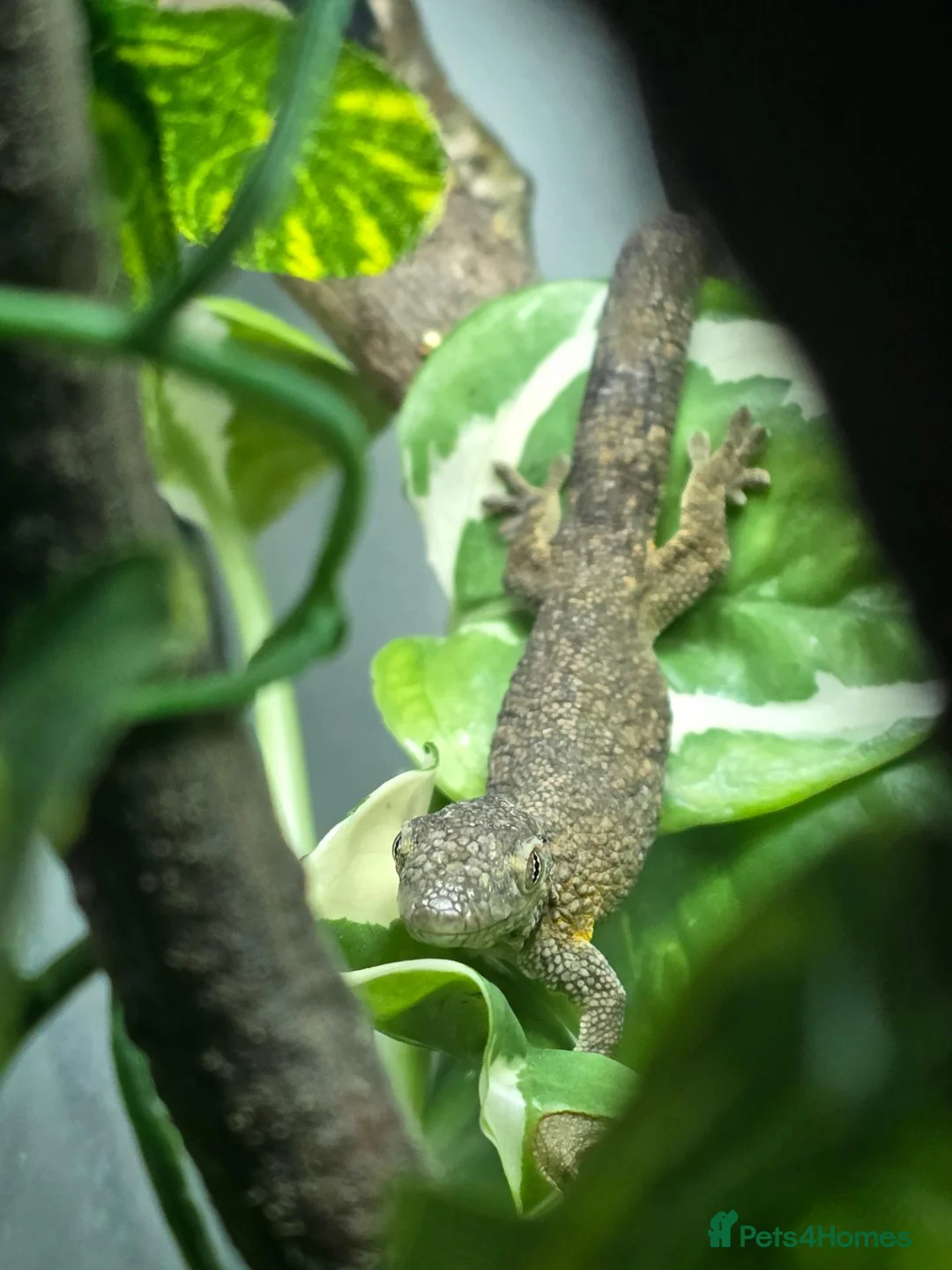 Gecko reptiles for sale: Breeding Trio chameleon gecko - Advert 2