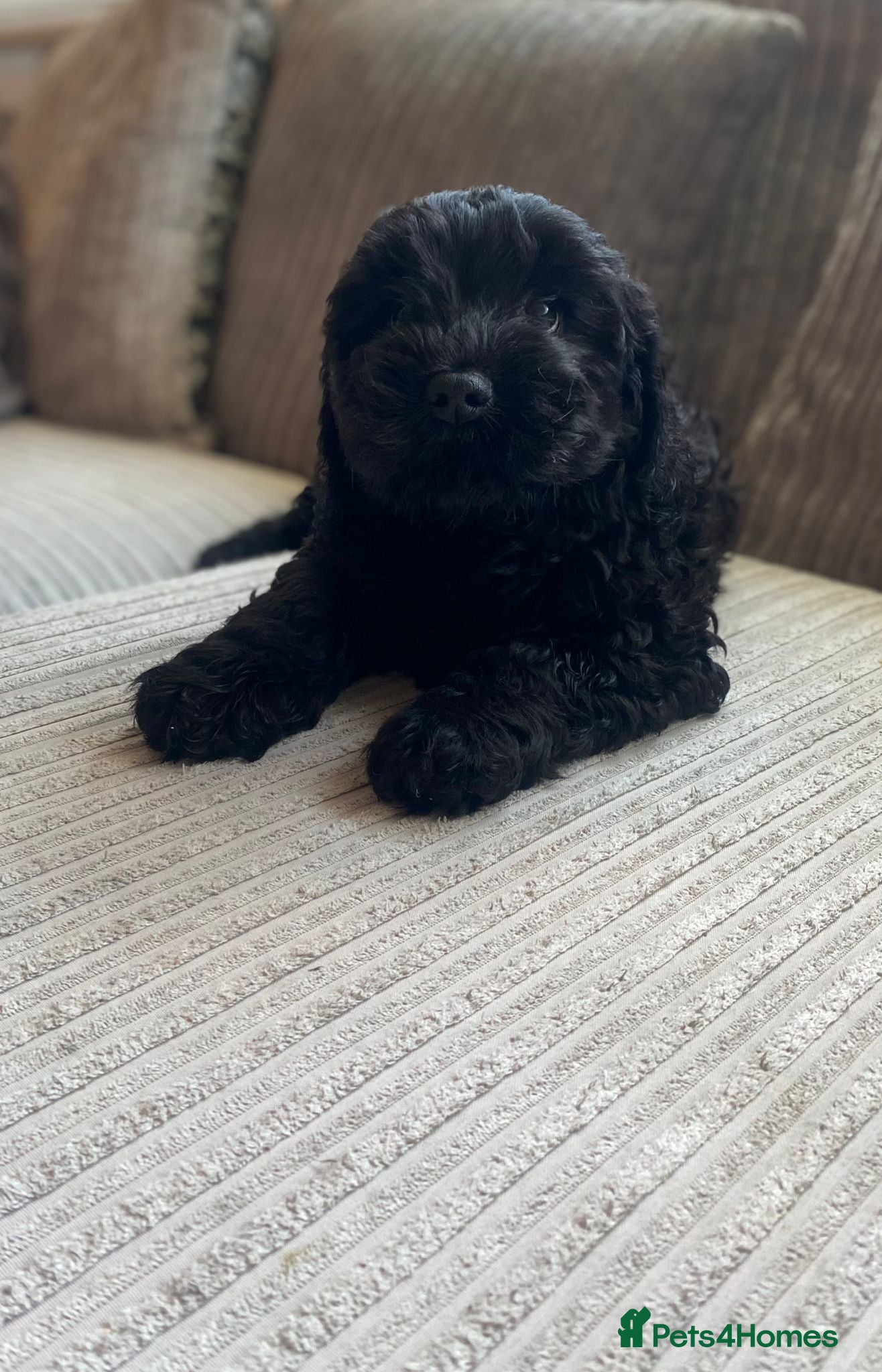 Cockapoo dogs Cockerpoo - Advert 7