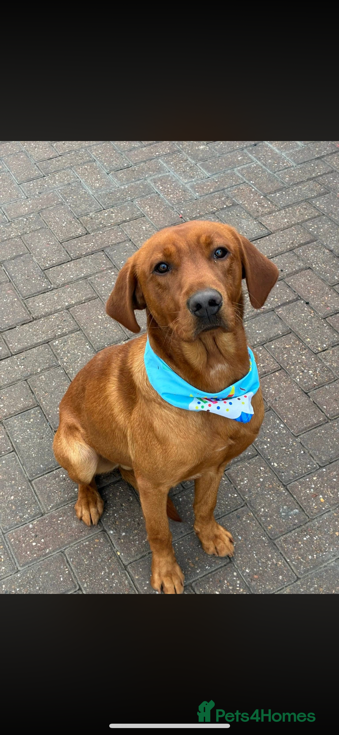 Labrador Retriever dogs for stud: Kc fox red male STUD only  - Advert 2