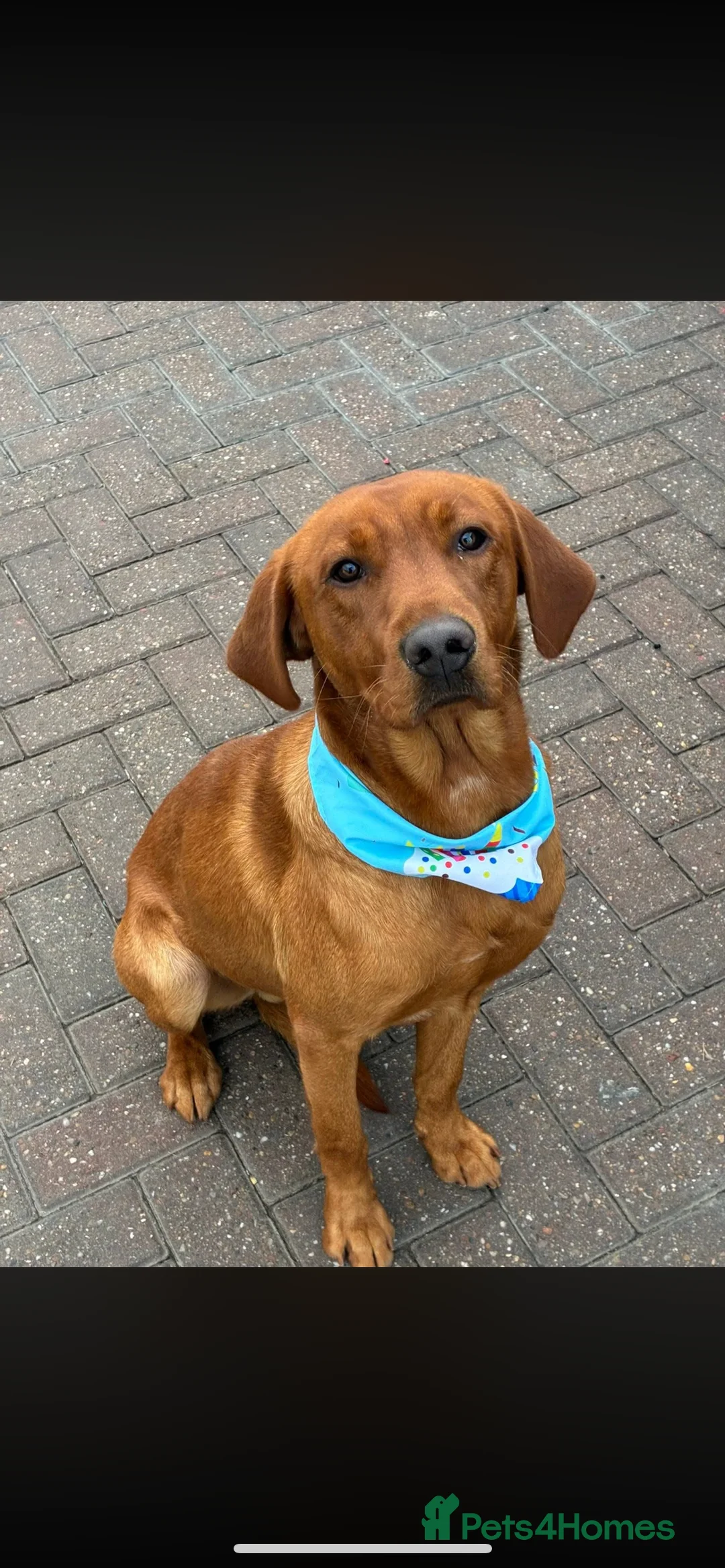 Labrador Retriever dogs for stud: Kc fox red male STUD only  - Advert 2