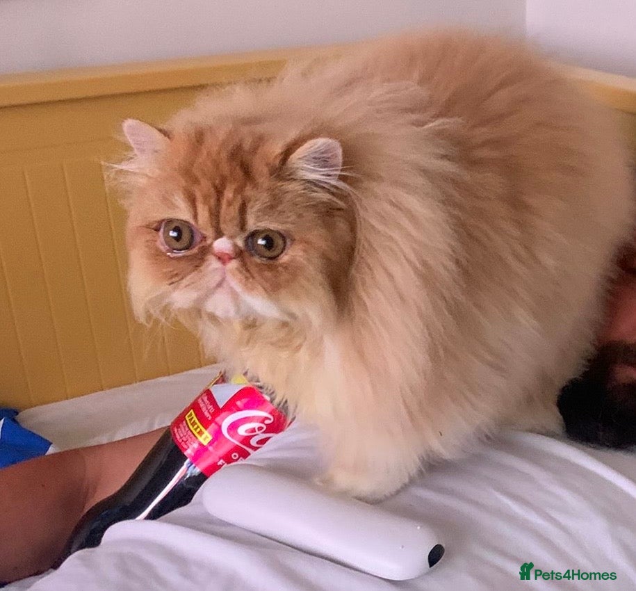 Persian cats Pure breed Persian  - Advert 1