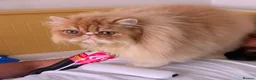 Persian cats for sale: Pure breed Persian  - Advert 9
