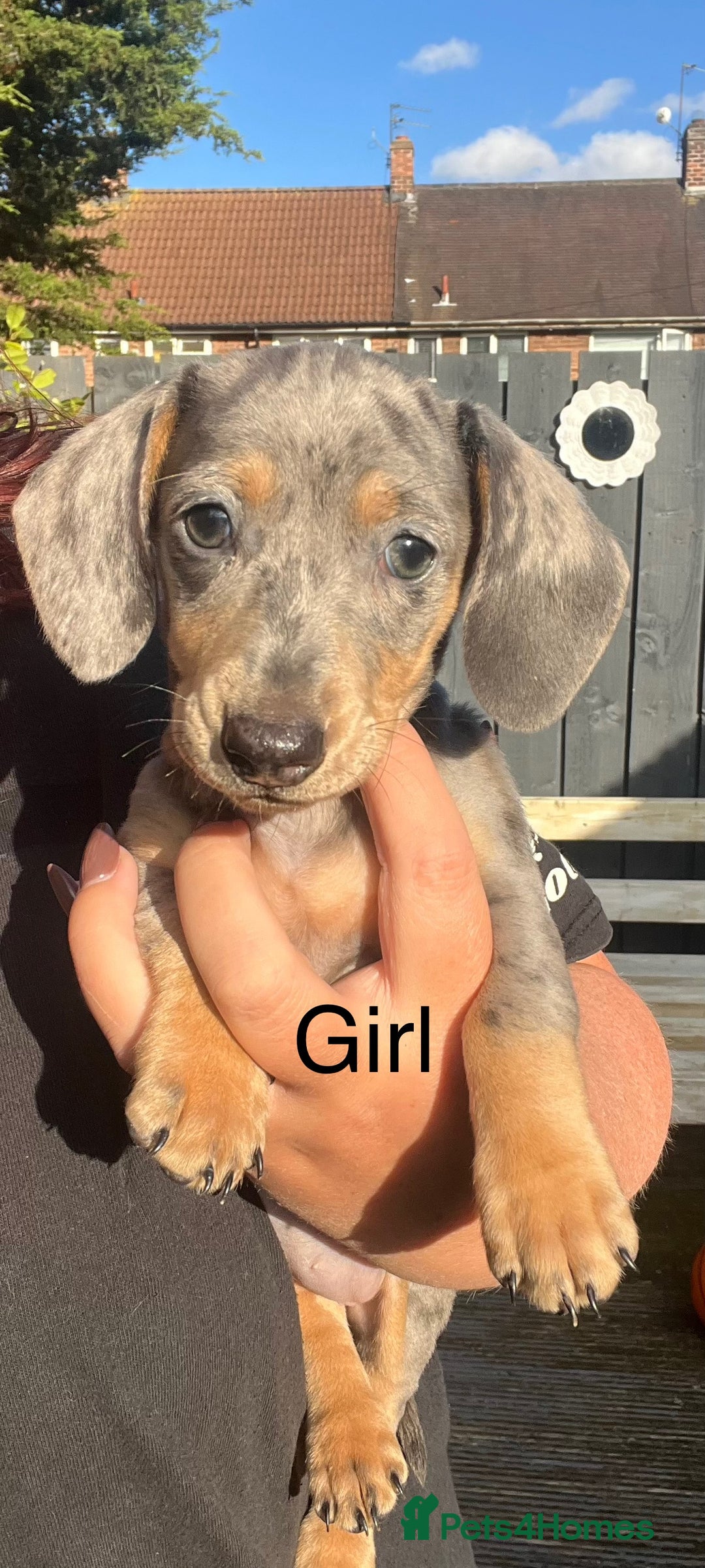Miniature Dachshund dogs for sale: Miniature dapple dachshund  - Image 2