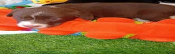 Sprollie dogs for sale: Gorgeous Sprollies puppies  Ready to leave  - Advert 23