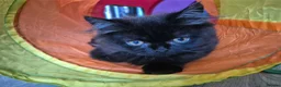 Mixed Breed cats for sale: Adorable Female Persian x Ragdoll Kitten ❤️ - Advert 8