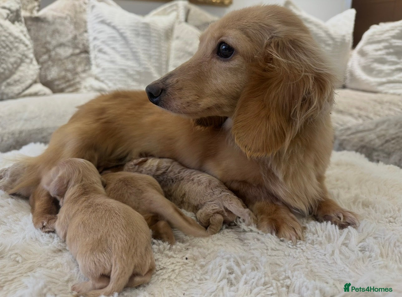 Miniature Dachshund dogs 👑 ✨MINI CREAM DACHSHUNDS✨👑 - Advert 1