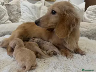 Miniature Dachshund dogs 👑 ✨MINI CREAM DACHSHUNDS✨👑 - Advert 1