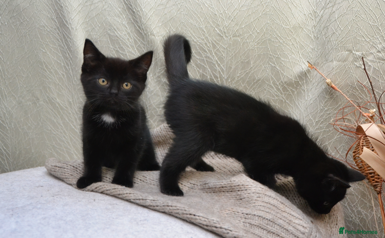 Mixed Breed cats - Advert 1
