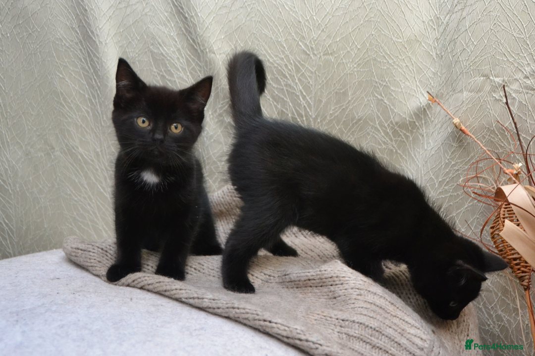 Mixed Breed cats for sale: Beatiful Maine-Coone/Bombay Kittens - Image 1