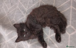 Burmese cats for sale: Kittens - Image 3