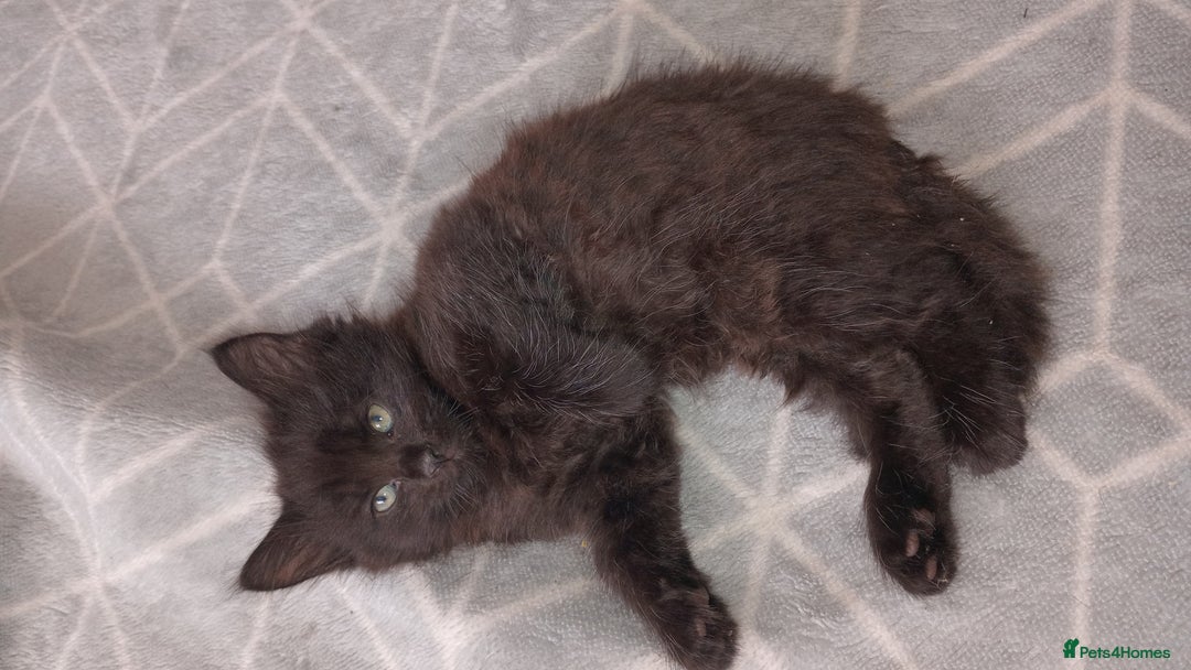 Burmese cats for sale: Kittens - Image 3