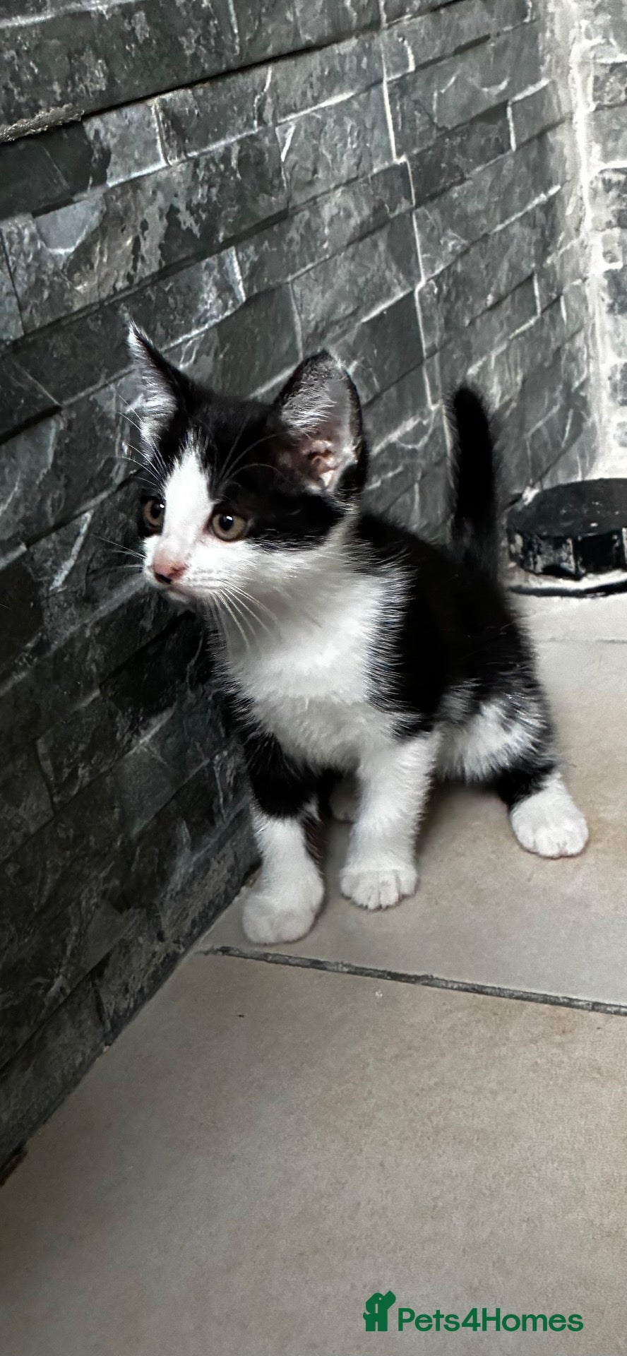 British Shorthair cats Small Kitten - Advert 5