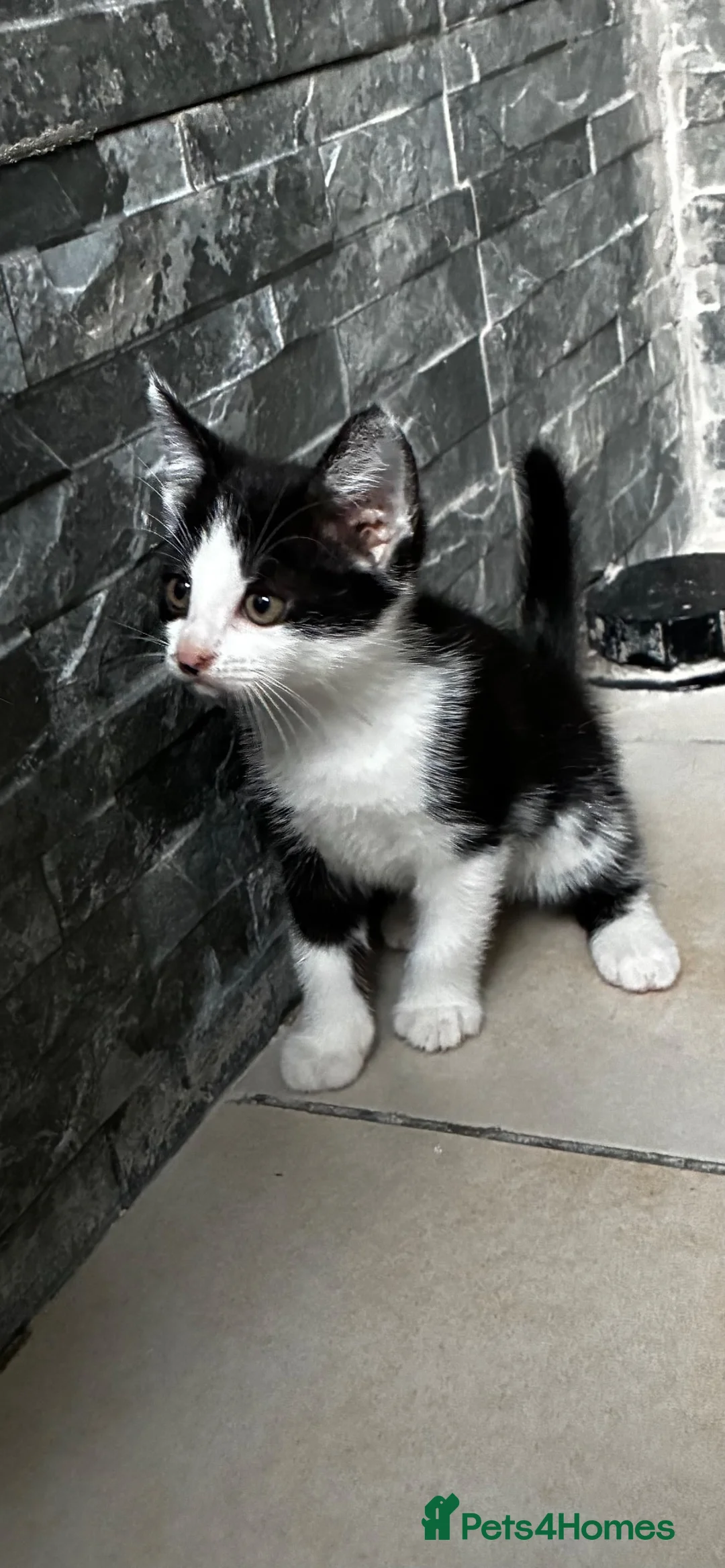 British Shorthair cats for sale: Small Kitten in Leicester - Advert 1