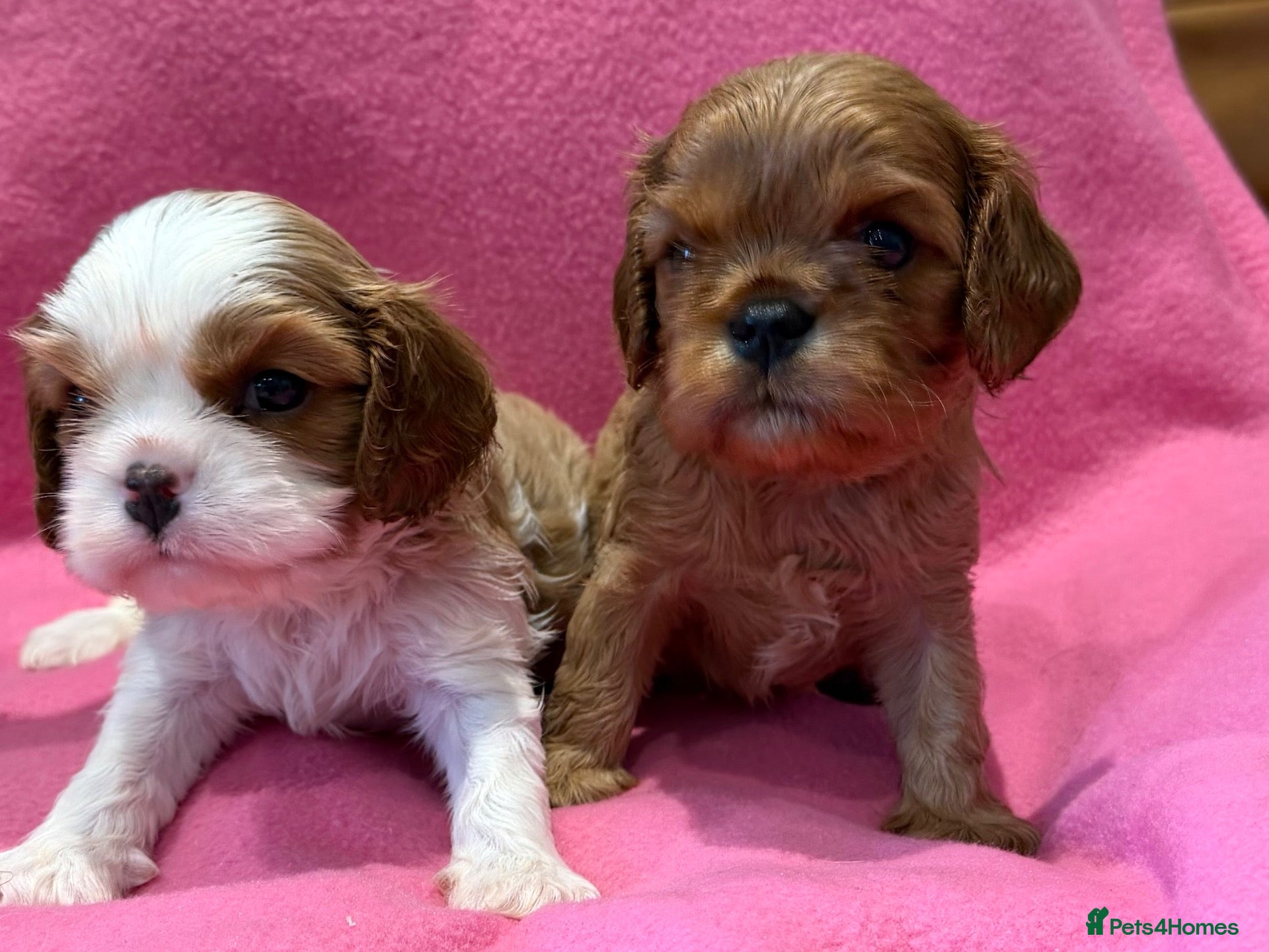 Cavalier King Charles Spaniel dogs KC reg 1 pure ruby boy and 1 Blenheim boy  - Advert 1