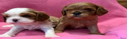 Cavalier King Charles Spaniel dogs for sale: KC reg 1 pure ruby boy and 1 Blenheim boy  - Advert 2