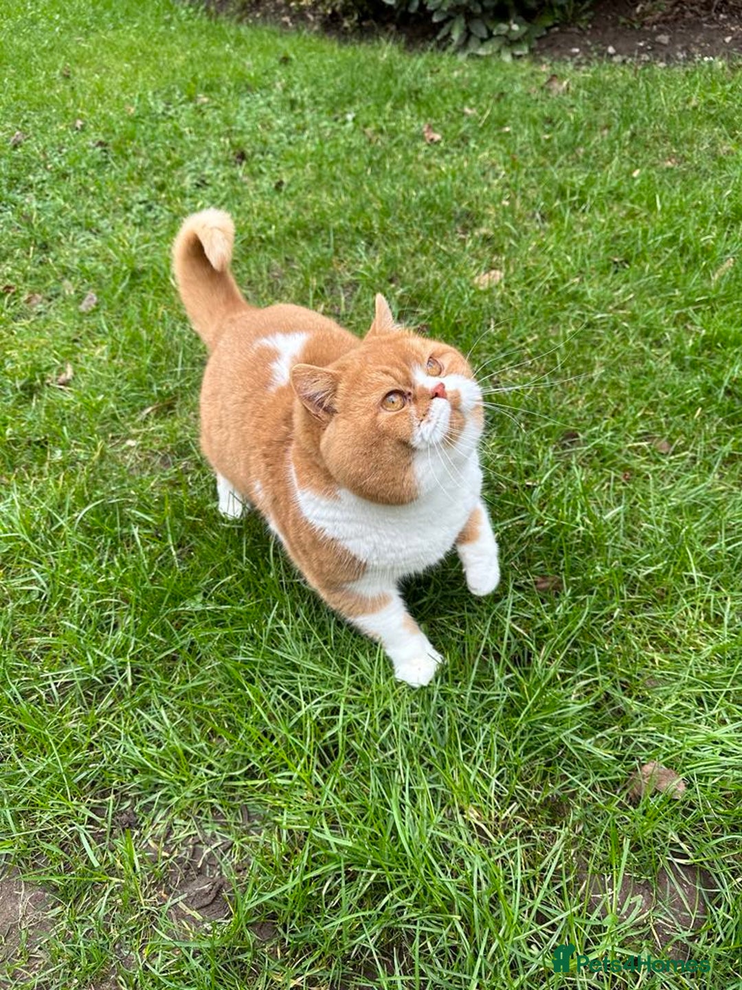 British Shorthair cats for stud: Red & White British Shorthair Male - Advert 3