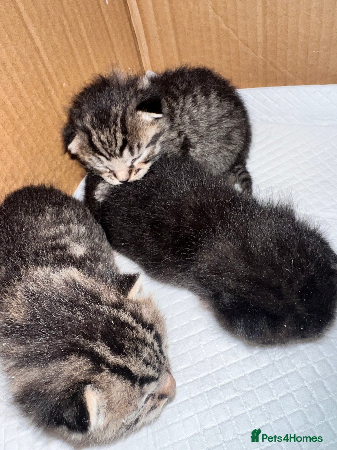 Mixed Breed cats for sale: Ragdoll x kittens  - Image 3