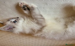 Ragdoll cats for sale:  ragdoll - Image 16