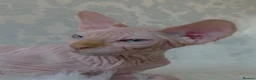 Sphynx cats for sale: 2 Stunning Sphynx Boys – Ready Now 💙 - Advert 17