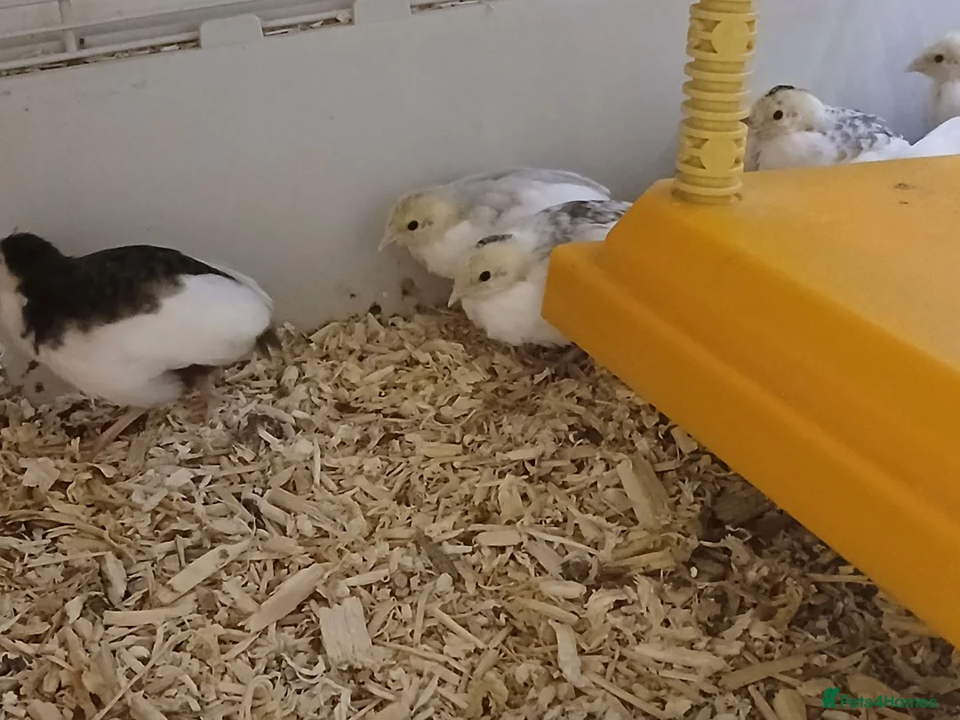 Quail poultry for sale: Button (Chinese painted) Quail  - Advert 4