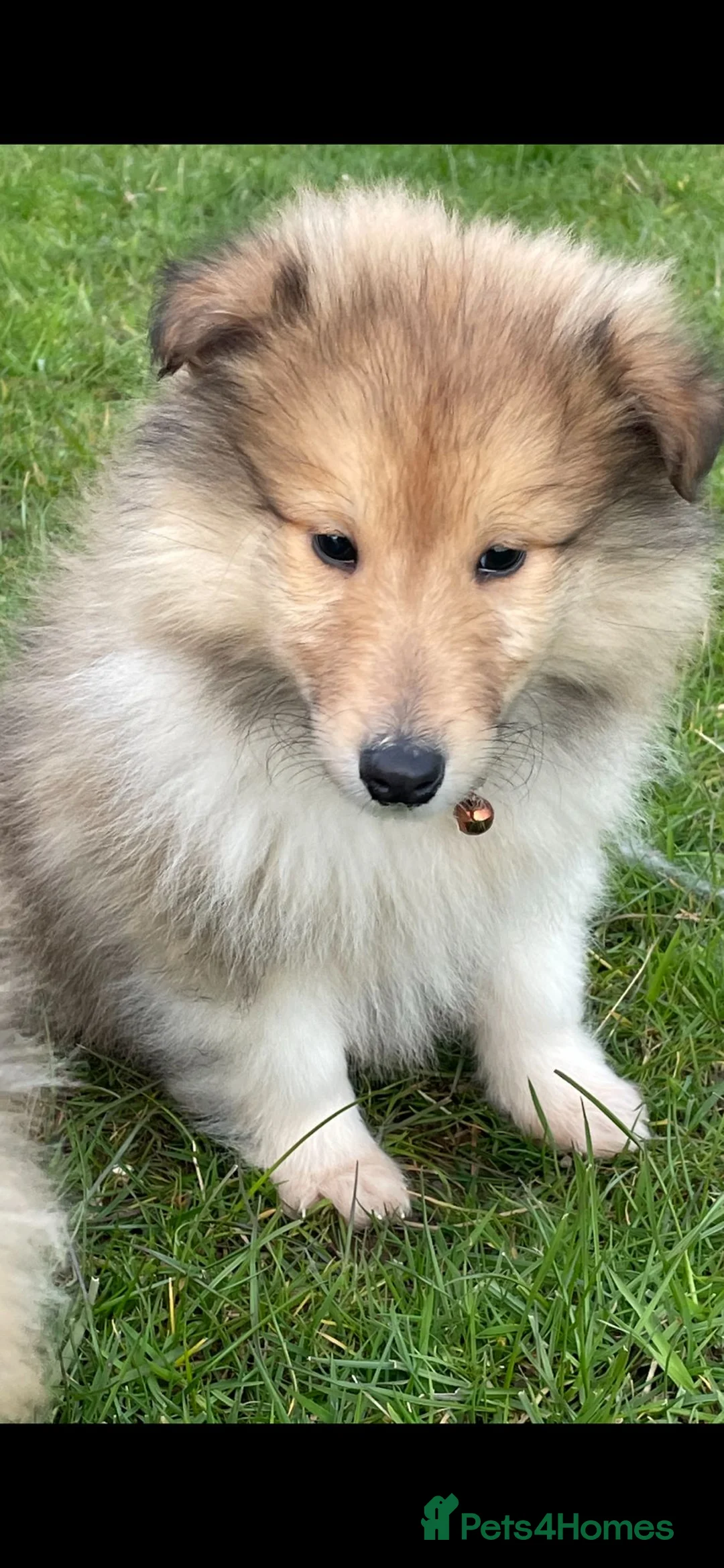 Rough Collie dogs for sale: Rough collie puppies for sale in Bridgend - Advert 2