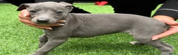 Whippet dogs for sale: Whipets Puppies - Advert 15