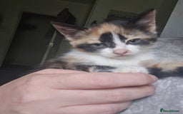 Mixed Breed cats for sale: Kittens for sale - Image 17