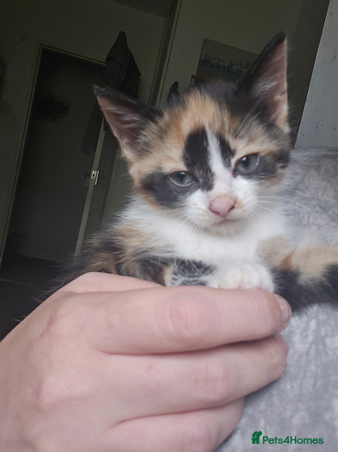 Mixed Breed cats for sale: Kittens for sale - Image 17