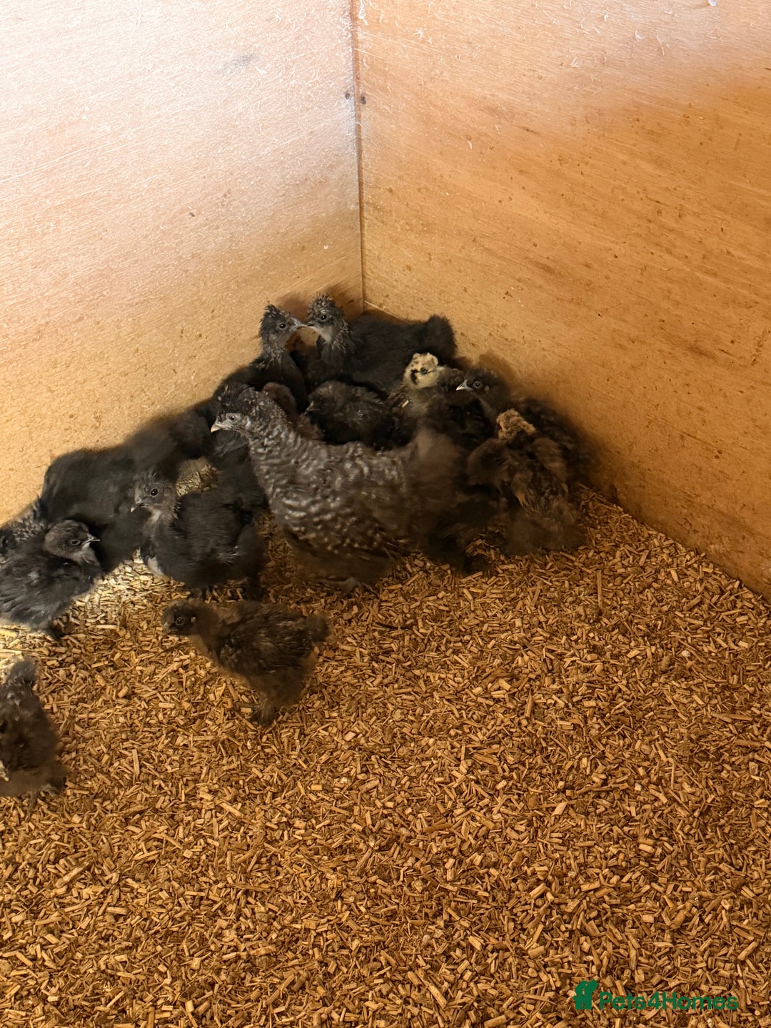 Chickens poultry for sale: Silkie Chickens - Advert 3