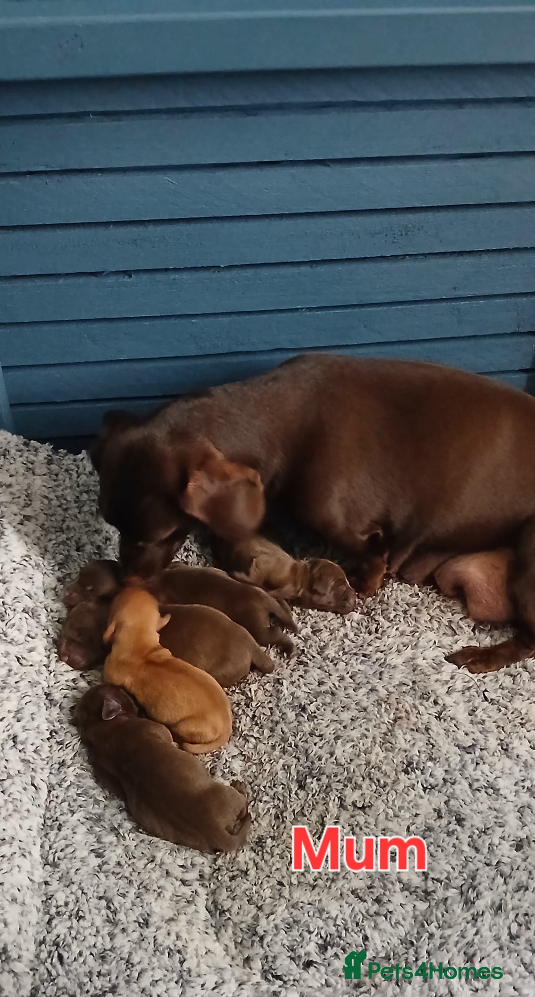 Miniature Dachshund dogs for sale: ✨️ 1 Girl left... Miniature Dachshund Puppies 🐶  - Image 5