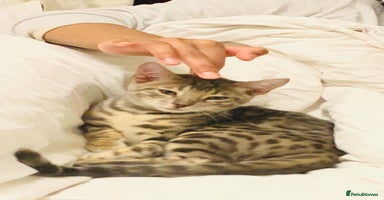 Bengal cats - Advert 10
