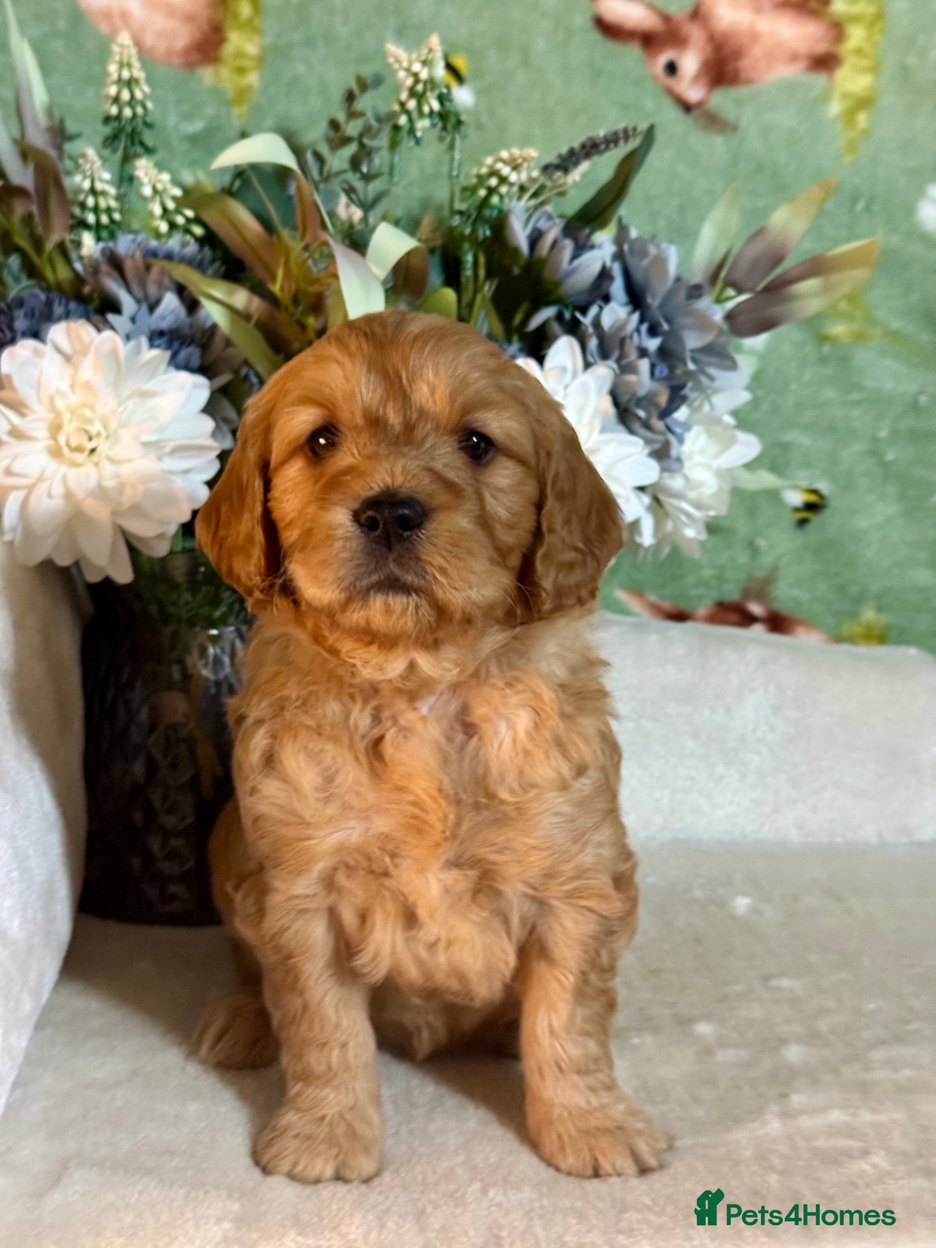 Mini Goldendoodle dogs  mini girl only goldendoodle dna clear puppies - Advert 13